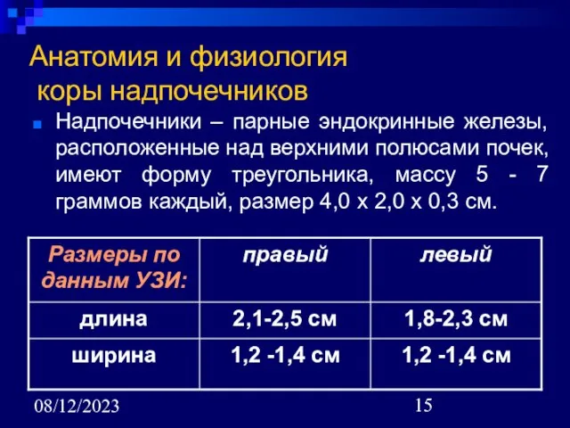 08/12/2023 Анатомия и физиология коры надпочечников Надпочечники – парные эндокринные железы, расположенные