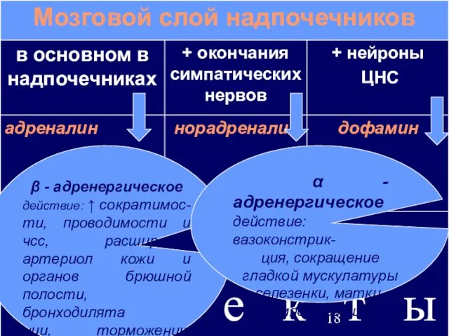 08/12/2023 β - адренергическое действие: ↑ сократимос- ти, проводимости и чсс, расширение