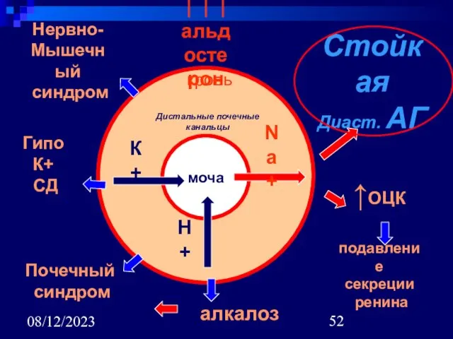 08/12/2023 кровь моча Дистальные почечные канальцы кровь Na+ H+ К+ Нервно- Мышечный