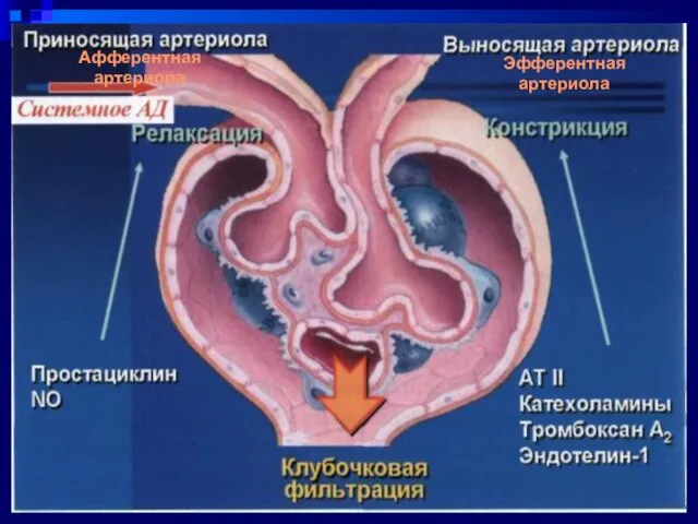 08/12/2023 Эфферентная артериола Афферентная артериола