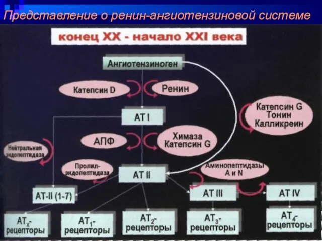 08/12/2023 Представление о ренин-ангиотензиновой системе