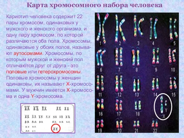 Карта хромосомного набора человека Кариотип человека содержит 22 пары хромосом, одинаковых у