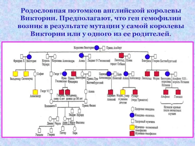 Родословная потомков английской королевы Виктории. Предполагают, что ген гемофилии возник в результате