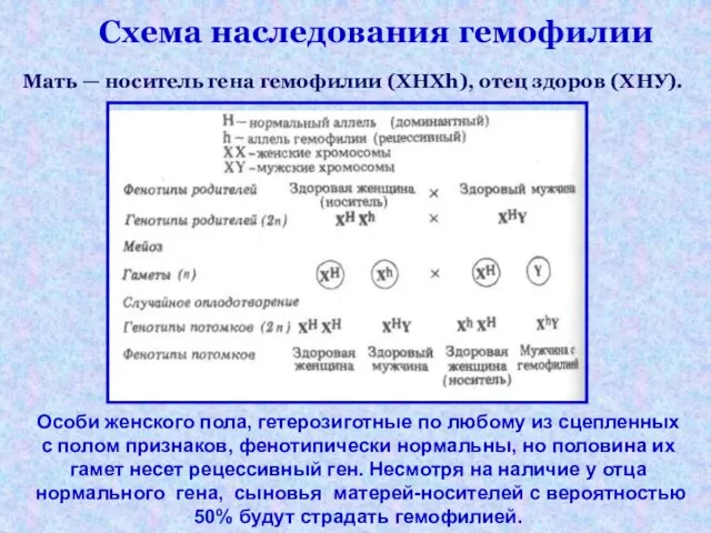 Схема наследования гемофилии Мать — носитель гена гемофилии (XHXh), отец здоров (ХНУ).