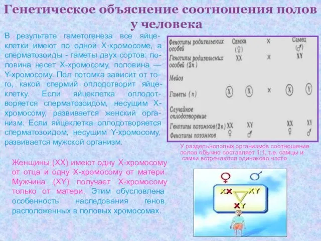 Генетическое объяснение соотношения полов у человека В результате гаметогенеза все яйце-клетки имеют