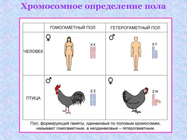 Хромосомное определение пола