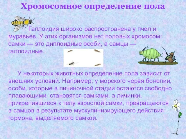 Хромосомное определение пола Гаплоидия широко распространена у пчел и муравьев. У этих