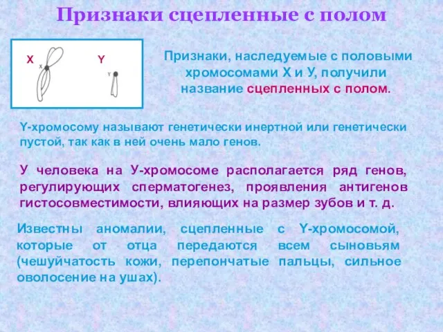 Признаки сцепленные с полом Признаки, наследуемые с половыми хромосомами X и У,