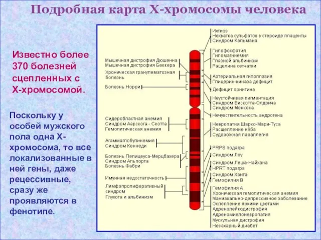 Подробная карта Х-хромосомы человека Известно более 370 болезней сцепленных с Х-хромосомой. Поскольку