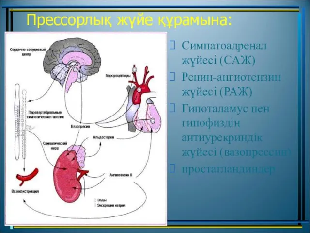 Прессорлық жүйе құрамына: Симпатоадренал жүйесі (CАЖ) Ренин-ангиотензин жүйесі (РАЖ) Гипоталамус пен гипофиздің антиурекриндік жүйесі (вазопрессин) простагландиндер