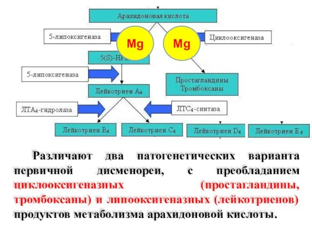 Различают два патогенетических варианта первичной дисменореи, с преобладанием циклооксигеназных (простагландины, тромбоксаны) и