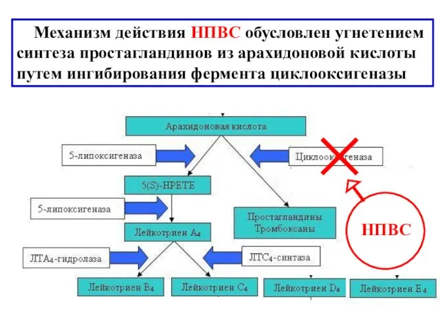 Механизм действия НПВС обусловлен угнетением синтеза простагландинов из арахидоновой кислоты путем ингибирования фермента циклооксигеназы НПВС