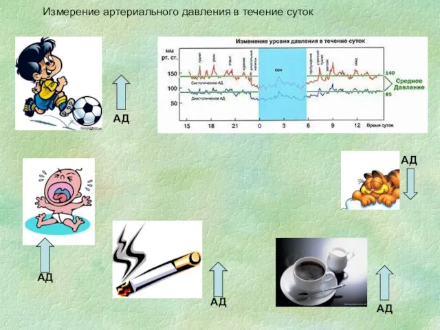 Измерение артериального давления в течение суток АД АД АД АД АД