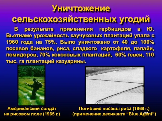 Уничтожение сельскохозяйственных угодий В результате применения гербицидов в Ю.Вьетнаме урожайность каучуковых плантаций