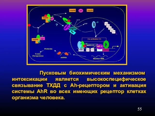 Пусковым биохимическим механизмом интоксикации является высокоспецифическое связывание ТХДД с Ah-рецептором и активация