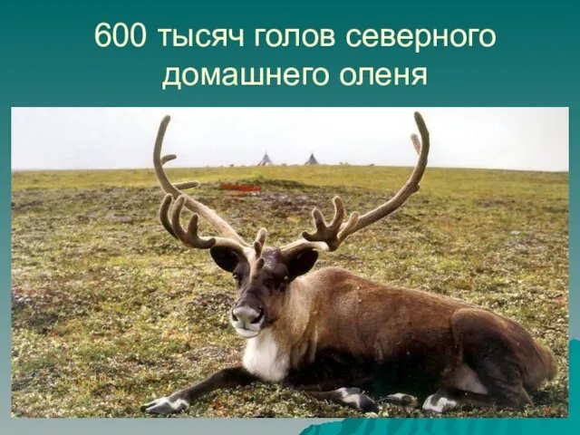 600 тысяч голов северного домашнего оленя