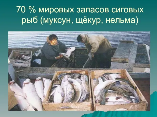 70 % мировых запасов сиговых рыб (муксун, щёкур, нельма)