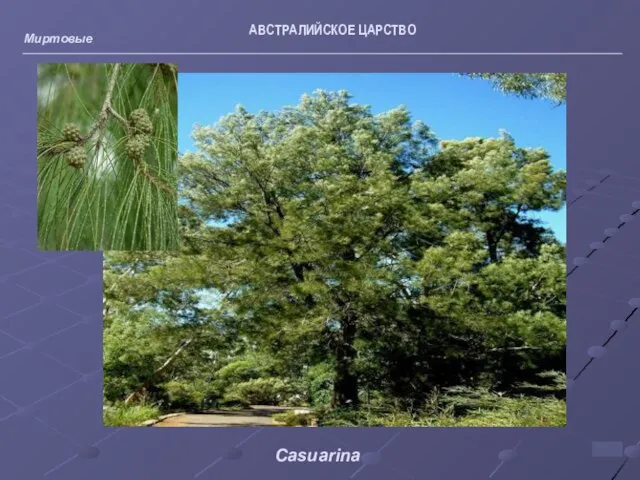 АВСТРАЛИЙСКОЕ ЦАРСТВО Миртовые Casuarina