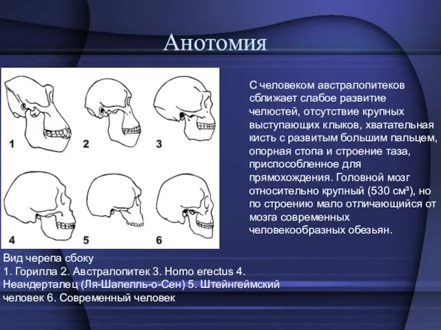 Вид черепа сбоку 1. Горилла 2. Австралопитек 3. Homo erectus 4. Неандерталец