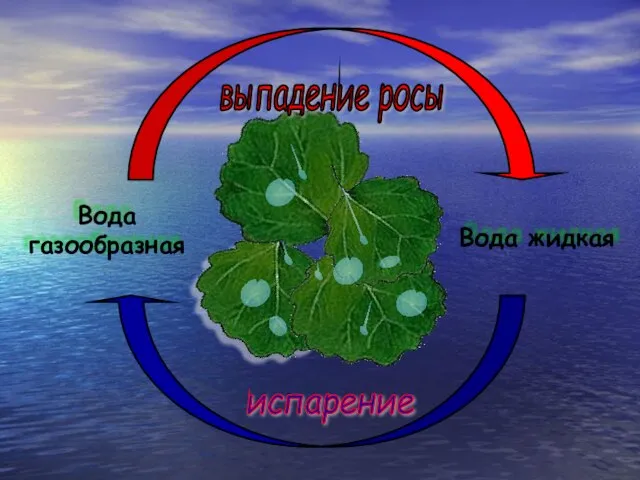 Вода жидкая Вода газообразная испарение выпадение росы