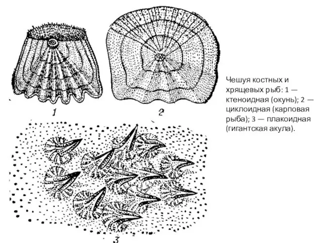 Чешуя костных и хрящевых рыб: 1 — ктеноидная (окунь); 2 — циклоидная