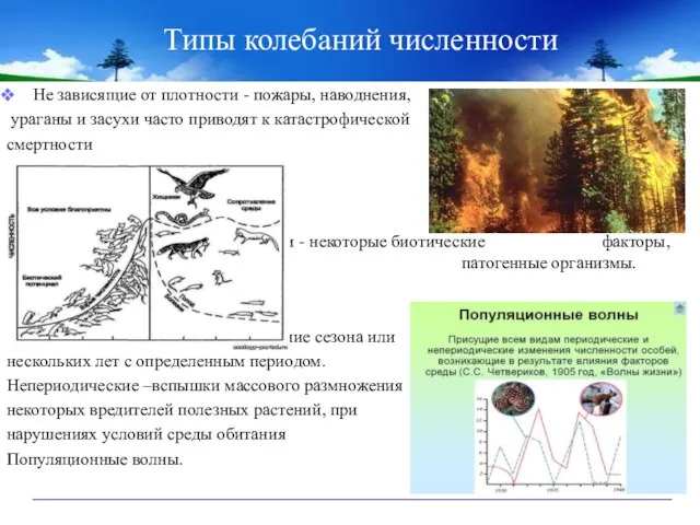 Типы колебаний численности Не зависящие от плотности - пожары, наводнения, ураганы и