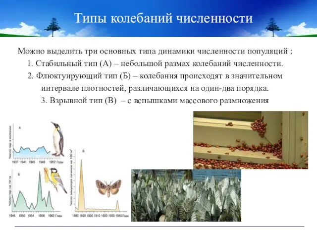 Типы колебаний численности Можно выделить три основных типа динамики численности популяций :