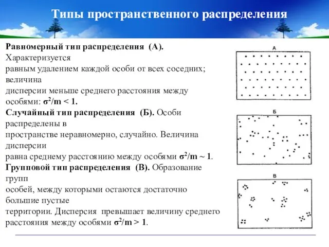 Типы пространственного распределения Равномерный тип распределения (А). Характеризуется равным удалением каждой особи