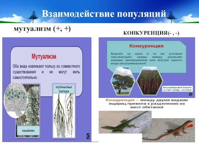 Взаимодействие популяций мутуализм (+, +) КОНКУРЕНЦИЯ(- , -)