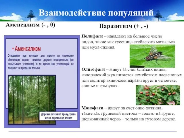 Взаимодействие популяций Аменсализм (- , 0) Паразитизм (+ , -) Полифаги –