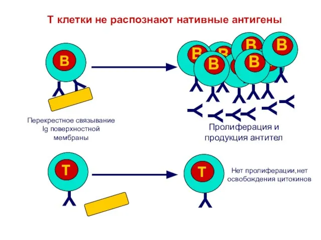 T клетки не распознают нативные антигены Y Y Y Y Y Y