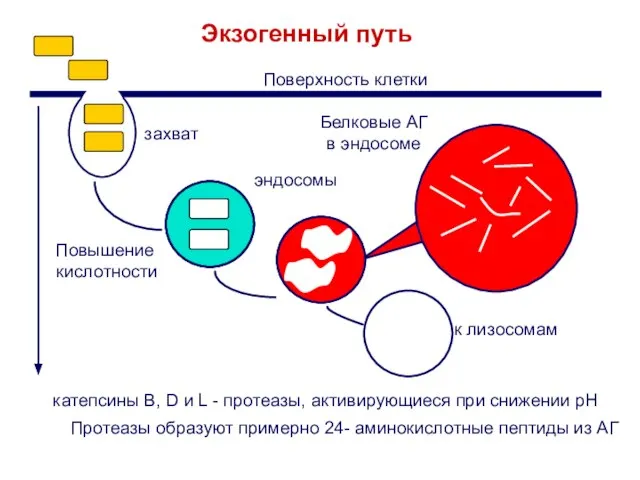 Протеазы образуют примерно 24- аминокислотные пептиды из АГ Экзогенный путь Белковые АГ