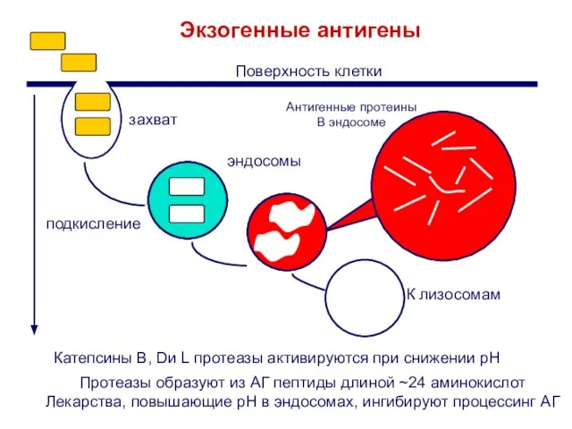 Протеазы образуют из АГ пептиды длиной ~24 аминокислот Лекарства, повышающие pH в