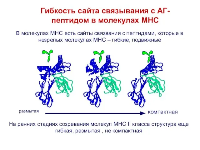 В молекулах MHC есть сайты связвания с пептидами, которые в незрелых молекулах