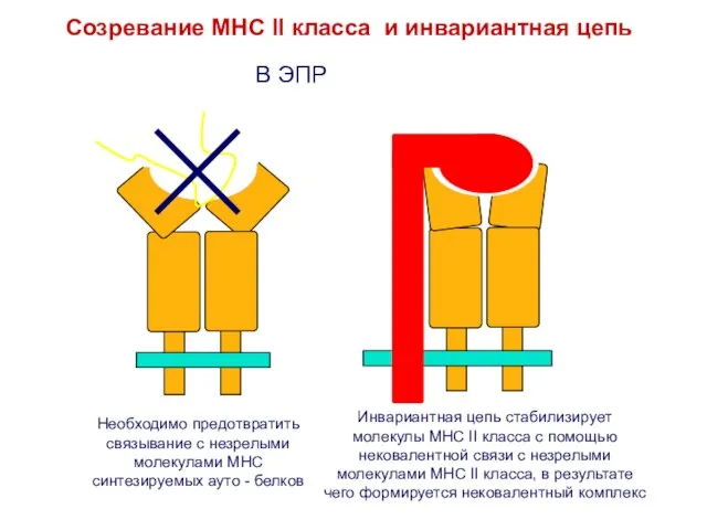 Необходимо предотвратить связывание с незрелыми молекулами MHC синтезируемых ауто - белков Инвариантная