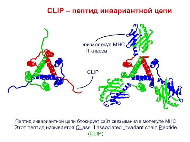 Пептид инвариантной цепи блокирует сайт связывания в молекуле MHC Этот пептид называется