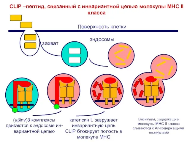 CLIP –пептид, связанный с инвариантной цепью молекулы МНС II класса (αβinv)3 комплексы