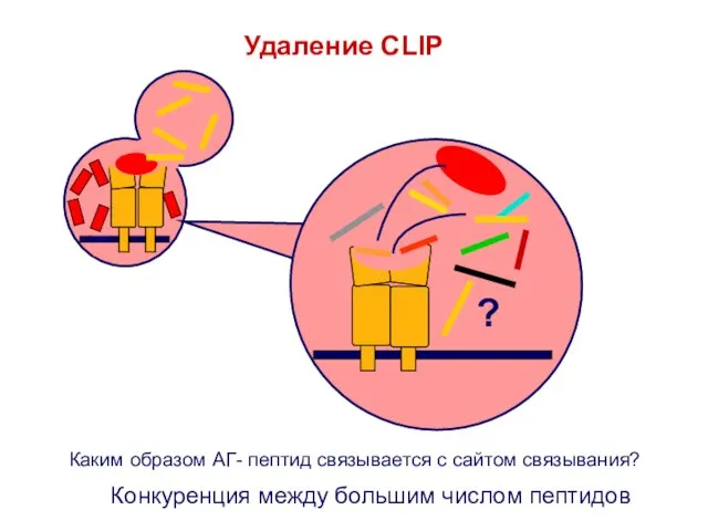 Удаление CLIP ? Каким образом АГ- пептид связывается с сайтом связывания? Конкуренция между большим числом пептидов