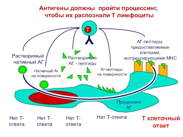 Антигены должны пройти процессинг, чтобы их распознали Т лимфоциты T клеточный ответ