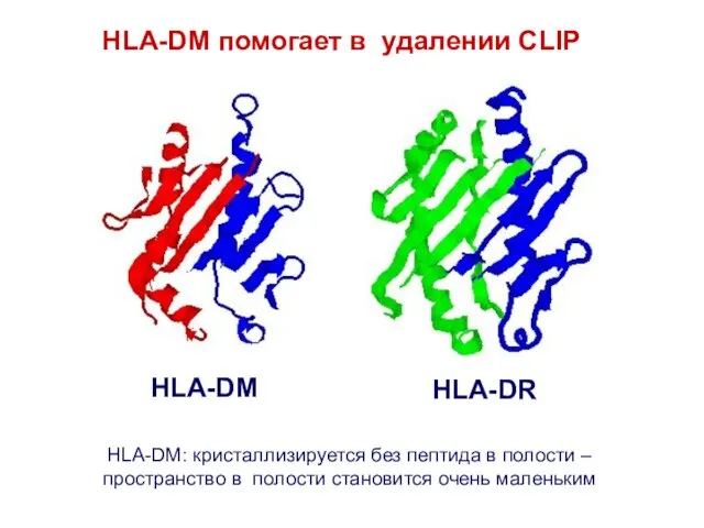 HLA-DM HLA-DR HLA-DM помогает в удалении CLIP HLA-DM: кристаллизируется без пептида в