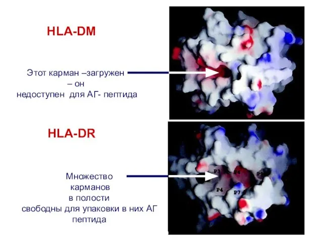 HLA-DM HLA-DR Этот карман –загружен – он недоступен для АГ- пептида Множество