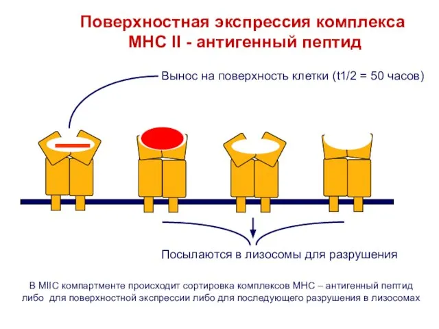 В MIIC компартменте происходит сортировка комплексов MHC – антигенный пептид либо для