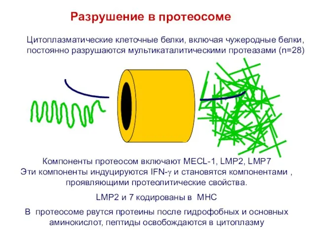 Разрушение в протеосоме Компоненты протеосом включают MECL-1, LMP2, LMP7 Эти компоненты индуцируются