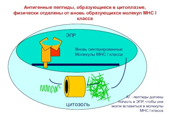 ЭПР цитозоль Антигенные пептиды, образующиеся в цитоплазме, физически отделены от вновь образующихся молекул MHC I класса