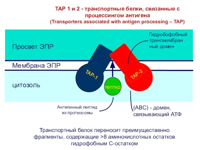 TAP 1 и 2 - транспортные белки, связанные с процессингом антигена (Transporters