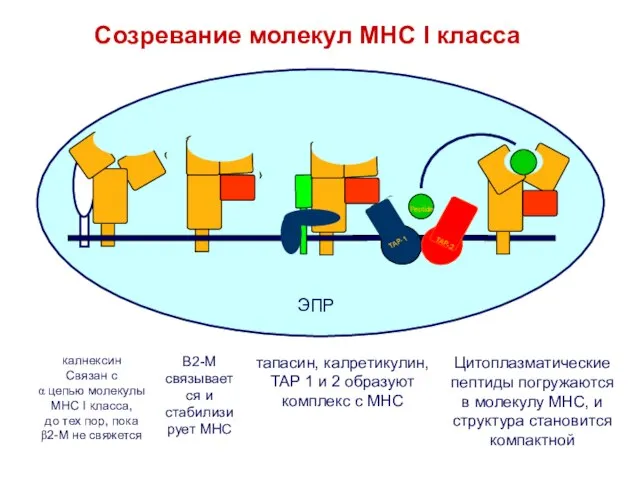 калнексин Связан с α цепью молекулы МНС I класса, до тех пор,