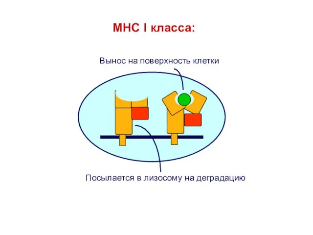 MHC I класса: