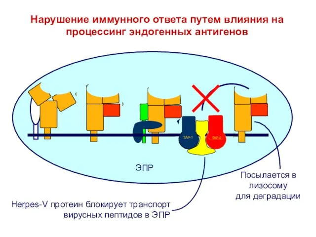 Нарушение иммунного ответа путем влияния на процессинг эндогенных антигенов