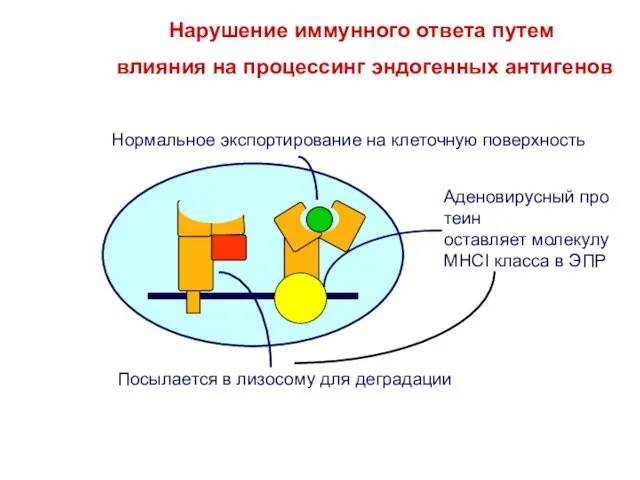 Нарушение иммунного ответа путем влияния на процессинг эндогенных антигенов