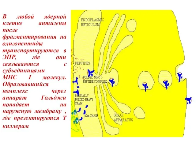 В любой ядерной клетке антигены после фрагментирования на олигопептиды транспортируются в ЭПР,